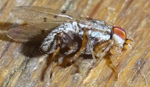 Odinia meijerei